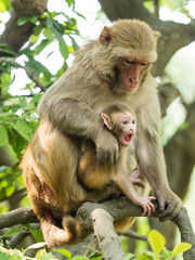 Macaque monkey mother holds her cute blue eyed baby in Bhandarkhal Jungle in Kathmandu, Nepal