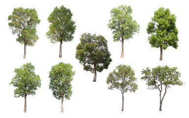 Isolated Trees on white background, Collection of trees.