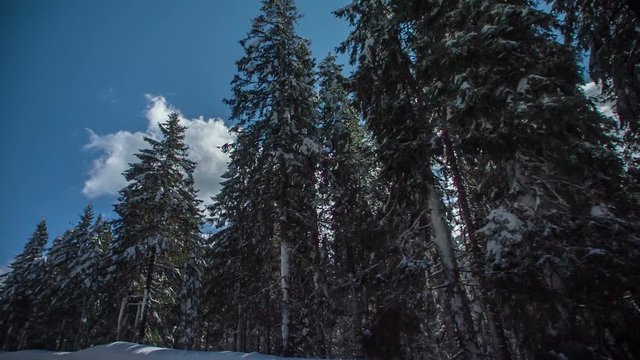 Someone is looking at tall spruce trees which are covered with snow. The sun is shining, although it's winter time.