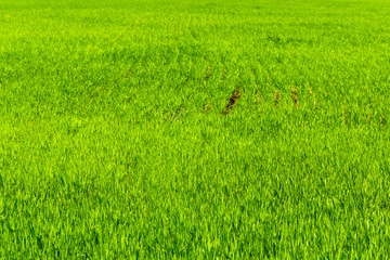 beautiful Green field