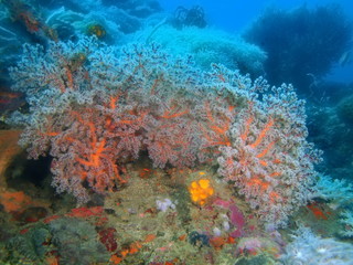 Plakat Gorgonian coral
