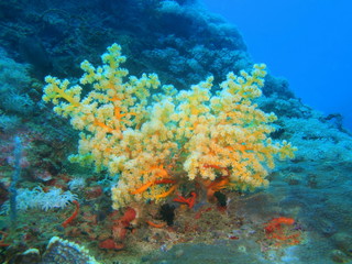 Fototapeta na wymiar Gorgonian coral