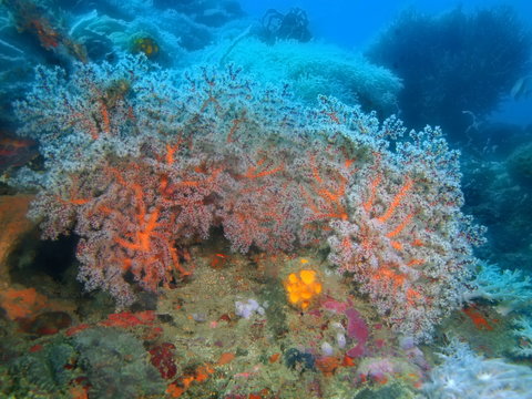 Gorgonian coral