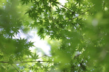 新緑のもみじ