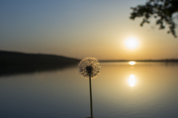 beautiful dandelion flower at sunset at the lake