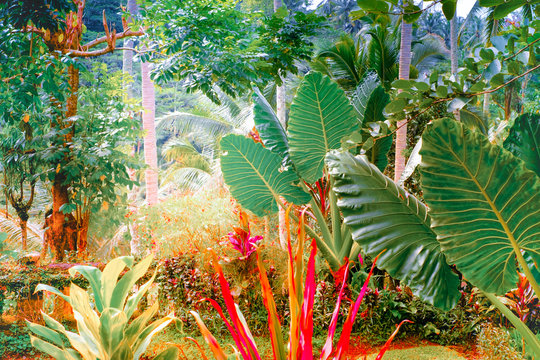 Surreal Colors Of Fantasy Tropical Nature