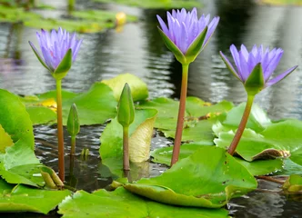 Fotobehang Waterlelie Water lilies