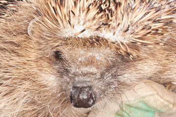 Igel mit Pilz am Stachelansatz