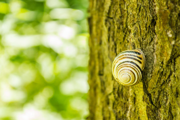 Conch snail on tree bark