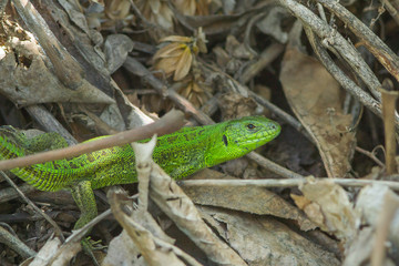 green European lizard Lacerta viridis