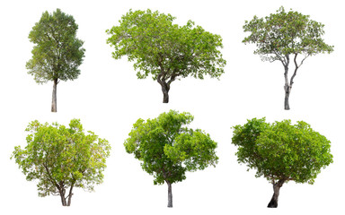 Isolated Trees on white background, Collection of trees.