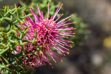 Pink bush flower