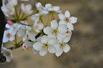Pear flower in full bloom in spring