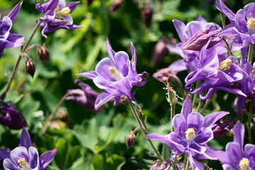 Fototapeta premium spring flowers