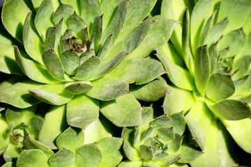 Fototapeta premium succulents