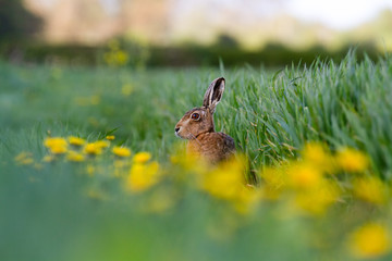 European Brown Hare (Lepus europaeus) in summer farmland setting