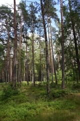 Kiefernwald bei Eggesin in Vorpommern