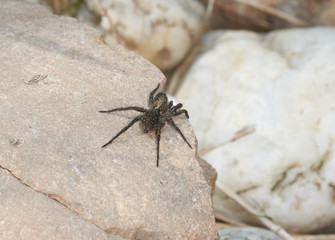 Hauswinkelspinne sonnt sich auf einem Stein