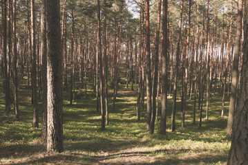 View on pine forest with narrow footpath.