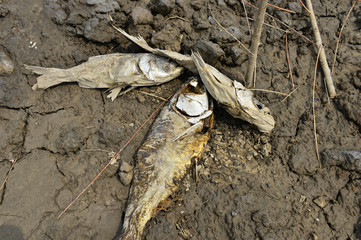 The dead fish