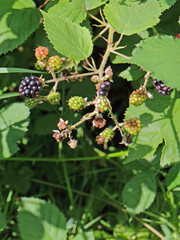wilde Brombeere
