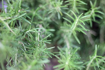 Rosemary herb branches with leaves close-up. Cooking food ingredient, raw flavoring plants