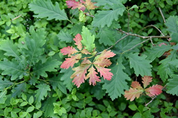 Eichensproß im Wald