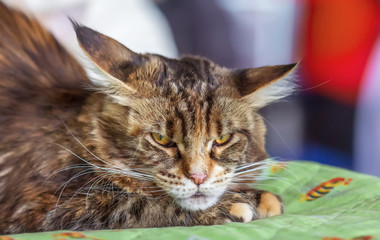Kitten Maine Coon breed tortoiseshell color.