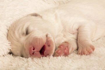 Newborn Dax