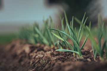 Garden full of growing plants and flowers in a dusky spring morning. Fresh and rainy morning in countryside. Sustainable lifestyle for better future. Garden in bloom.