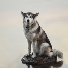 Malamute sits on a rock in the water