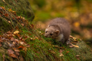 Pine marten rare species in natural habitat (Martes martes)