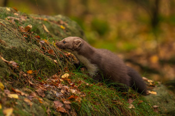 Pine marten rare species in natural habitat (Martes martes)