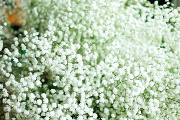 Baby's Breath dense white flowers close up