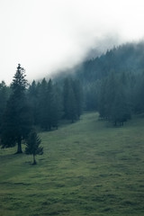 Green forest in gloomy mist