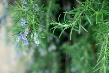 Rosemary herb branches with leaves close-up. Cooking food ingredient, raw flavoring plants