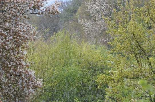 Aprilwetter, eine Naturlandschaft im April mit Schneeregen und Graupelschauern