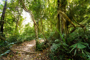 Obraz premium Khao Phanom Bencha national park