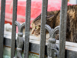 A ferocious, evil cat behind fencing. The cat looks maliciously, incredulously. An evil cat, stare aside, looks very dangerous and angry.