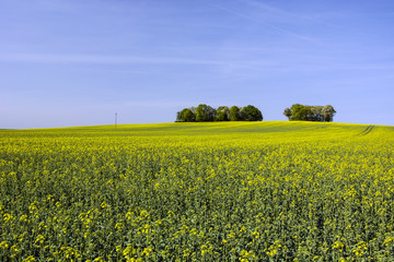 Large field of rapeseed and copse