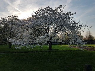 Kirschblüte