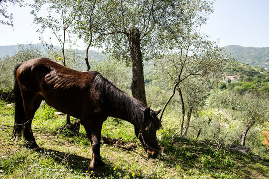 horse grazing in rural scene © TTLmedia