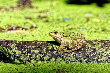 Frog on log