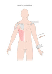 muscle testing: latissimus dorsi. Test used in kinesiology, neurology, physical therapy