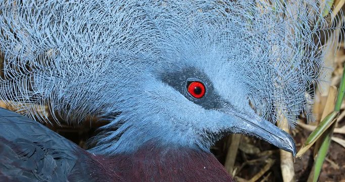 Southern Crowned Pigeon Close Up Head Portrait, Red Eye. Also Known As Sclater's Crowned Pigeon Or Scheepmaker's Crowned Pigeon (Goura Scheepmakeri) - DCi 4K Resolution
