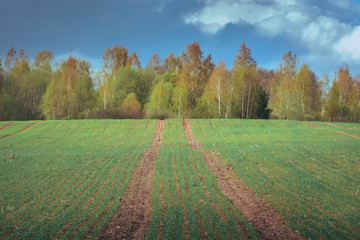 Naklejka premium Tilled crop fields in a cloudy spring day. Texture in a freshly tilled soil surrounded by nature in bloom. Cultivated farm land in a vast territory. Stormy weather in country side. 