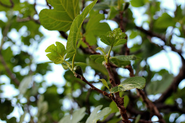 Fig tree branches, leaves, green fruits