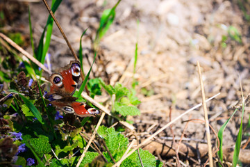 Butterfly peacock eye on the grass in the park on a sunny spring afternoon.