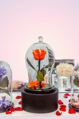 Red rose in a flask. Long-lasting rose