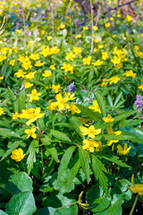 Wild forest yellow flowers with green leaves on a spring morning in a clearing in the forest.